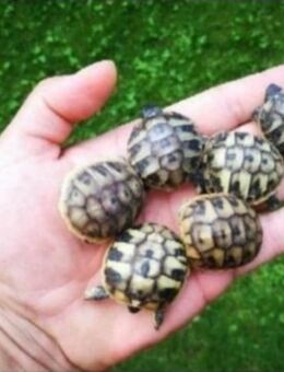 Griechische Landschildkröten Babys 2025 weiblich - Sinzing