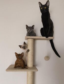 Orientalisch Kurzhaar Kitten, 13 Wochen, abholbereit – 1 Katze, 2 Kater - Neumünster