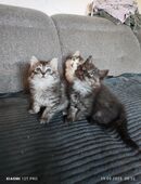 Perser Mix kitten babys in 90441