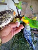 Landessieger bietet Nestjunge und Handzahme Wellensittiche an ! in 93455