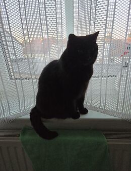 Ältere Hauskatze sucht dringend - Genthin