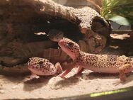 Leopardgecko Geschwister mit Terrarium - Dortmund