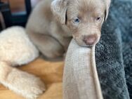 Labrador Welpen Silber reinrassig 2 frei - Chemnitz
