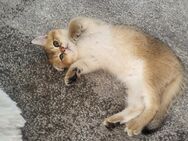 BKH Kitten zum Verkaufen - Würzburg