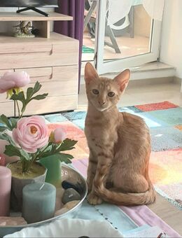 Maikätzchen (Kater) zu verkaufen - Maxdorf