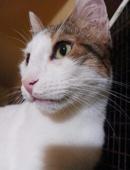 Lunos, verschmuster Entdecker, ca. 3 J - Vaterstetten