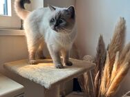 2 Katzen in gute Hände abzugeben - Hausach