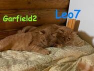 Leo7 und Garfield2 Leben zu 2 - Ruppertsecken