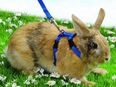 Trixie Geschirr für Kaninchen mit 2 Leinen " NEU " in 27283
