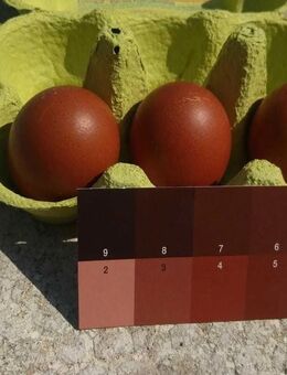 Olivleger F1 Bruteier (Silverudds Blå x Französische Marans) BE - Petershagen