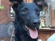 Charmanter Jasper sucht sein Zuhause - Mannheim