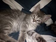 Zauberhafte BKH-MIX Kitten - Fürth