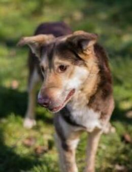 SCOTTI - freundlich und gut gelaunt - Overath