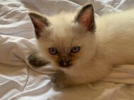 ❤️ Ragdoll babykatzen ❤️ - Erding