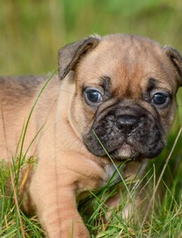 Französische Bulldog Welpen - Vöhl