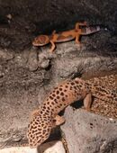 Leopardengecko in 45770