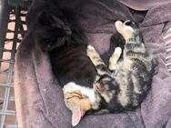 Katzen Babys - Berching