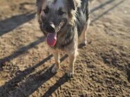 Schäfermix Husko sehnt sich nach Heimat - Mannheim