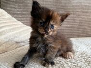 Maine Coon Kitten - Neuhaus (Rennweg) Zentrum