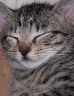 Katzenbabys bub und mädchen - Mittenwald