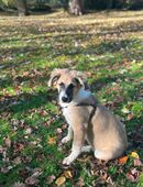 Malinois Mix 10 Monate sucht noch immer dringend zuhause in 45731