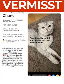 Katzen Mama vermisst - Buxtehude