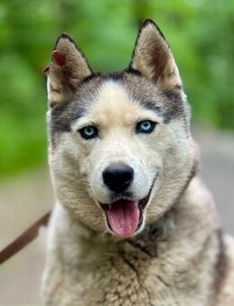 SUMROK - Traumhund - Augsburg