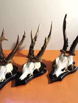 Gehörn Rehbockgeweih Reh Hirsch Hörner Geweih - Twistringen