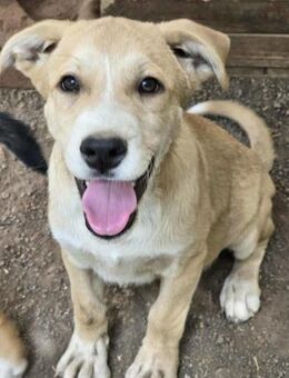 Liebes Hundekind COOPER sucht ♥️ - München