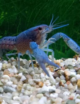 Blauer Floridahummer - Hohenroth