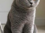 Ganz lieber BKH Kater - Dresden