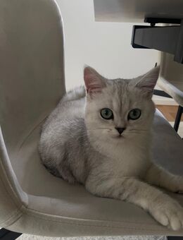 BKH katze dringend abzugeben - Schöneck
