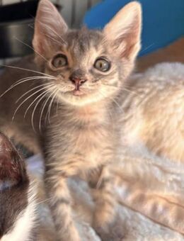 Ashy - spielt gerne mit Kids - Kirchheim (München)