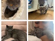 Bkh hauskatze Luna - Wiesbaden Kostheim