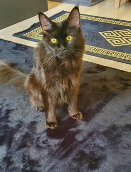 Maine coon katze 🐱 - Hannover
