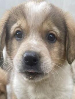 Nuggets - Kleiner Entdecker! - Hamburg