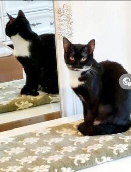 Bonnie Freundliches Katzenmädel - Unterföhring