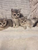 Britisch Kurzhaar Kitten suchen ab sofort ein neues Zuhause!!!! in 47804
