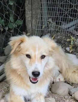 Tom, ein Herz auf 4 Pfoten! - Oberhausen