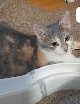 Kiki und Foxy warum sieht uns niemand # Tierschutz - Postbauer-Heng (Markt)