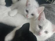 3 BKH MIX Katzen 2 Jungen 1 Mädchen - Dortmund