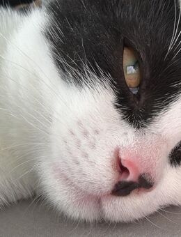 Schmuse Baby Kater sucht ein Zuhause - Vechta