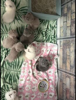 BKH Kitten 12 Wochen alt, 6 Mädchen und 2 Jungs, weiß, hellgrau und dunkelgrau - Sofort Abgabebereit - Bonn Auerberg
