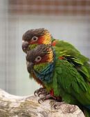 Blaulatzsittiche Pyrrhura cruentata in 17349