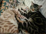 Kater Rambo und Fussel suchen ein neues zu Hause - Großbeeren