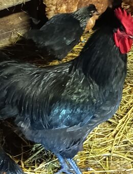 Australorps - Blomberg (Niedersachsen)