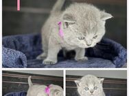 BKH KITTEN - Bremen
