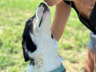 Dakota sucht ein zu Hause - Dresden