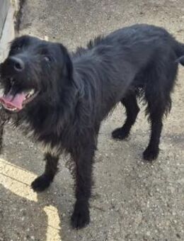 Sadie stellt sich vor - Köln