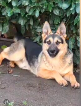 Unser toller Schäferhundmischlingsrüde Theo, 6-7 Monate alt, sucht ein warmes Körbchen - Angern